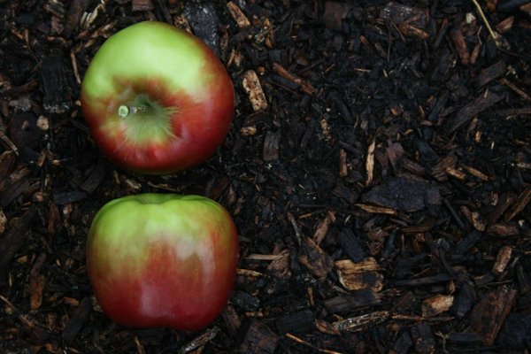 Home permaculture: sustainable garden design