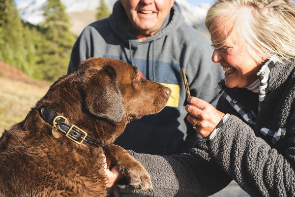 Understanding the sleep patterns of dogs