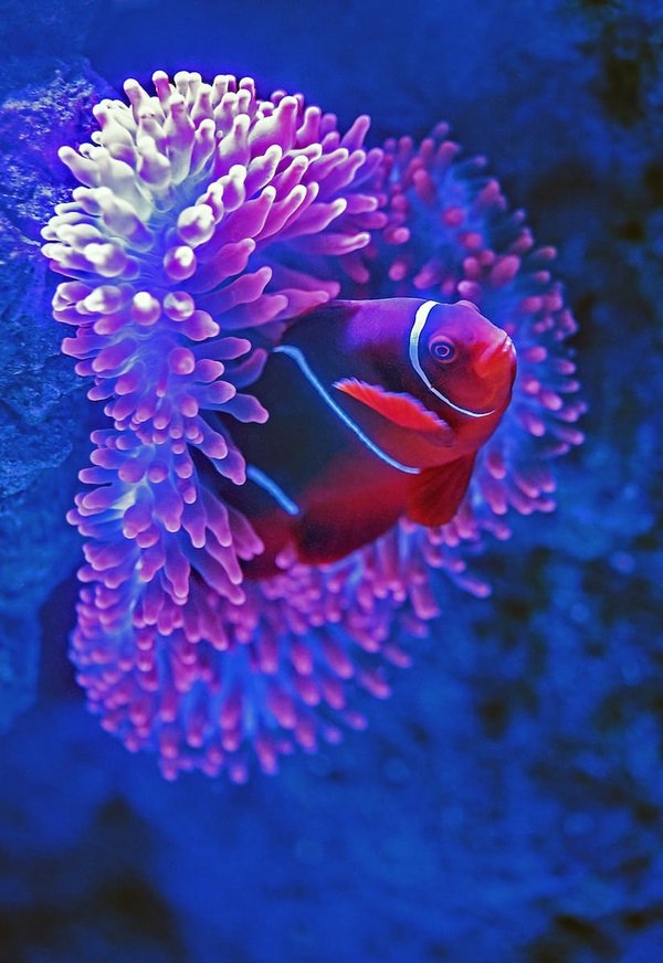 What are the best plants for a fish tank?