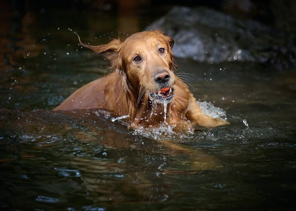 The benefits of regular playtime for pets