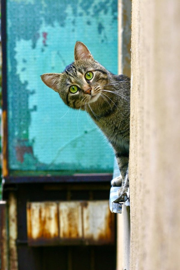 How to safely trim your cat's claws