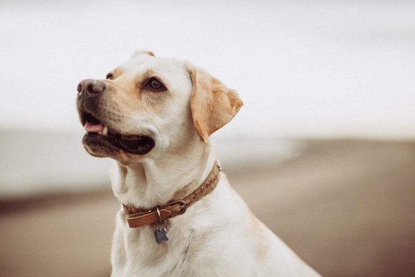 What are the best breeds for therapy dogs?