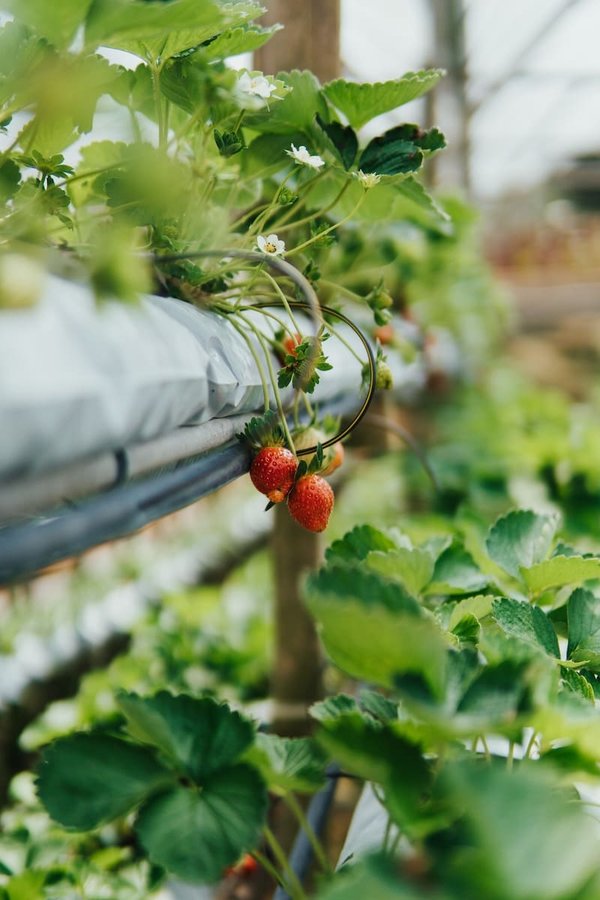 Home aquaponics: combining fish farming with hydroponics