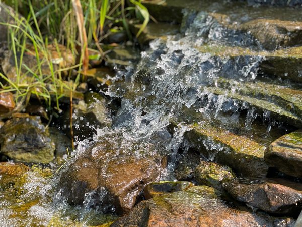 Freshwater vs. saltwater aquariums: a beginner's guide
