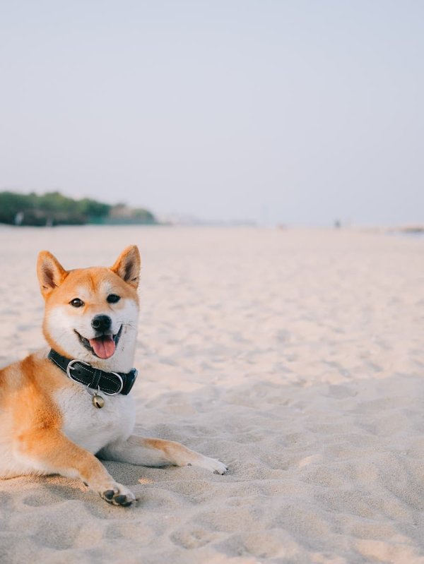 How to train a dog to stop jumping on people?